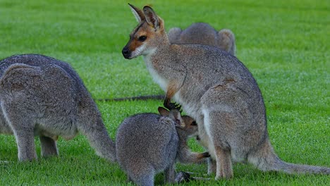 Wallaby-kangaroos-graze-in-a-field-in-Australia-2