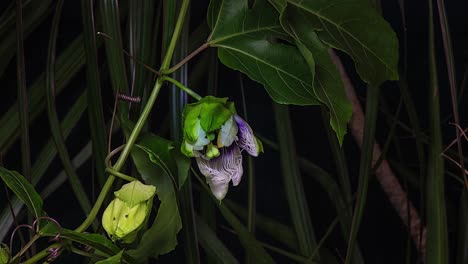 Time-lapse-of-a-passion-flower-blooming-at-night-1