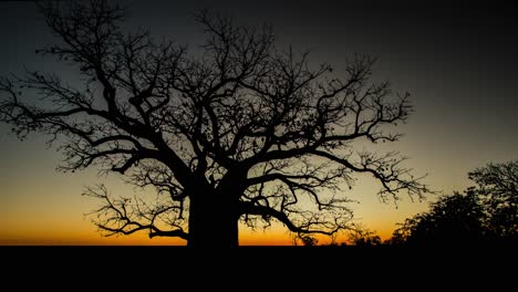 Time-lapse-sunset-and-dusk-over-a-majestic-tree-in-Queensland-Australia