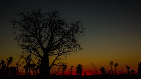 Time-lapse-sunset-and-dusk-over-a-majestic-tree-in-Queensland-Australia-1
