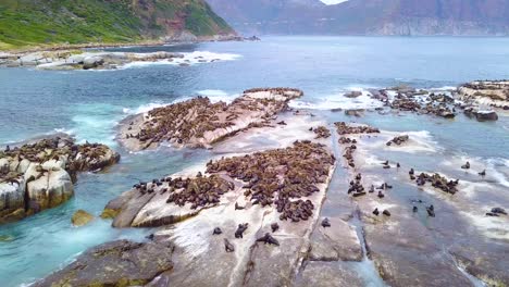 Drohnenantenne-über-Massiver-Robbenkolonie-Auf-Einer-Kleinen-Insel-Vor-Der-Küste-Südafrikas-1