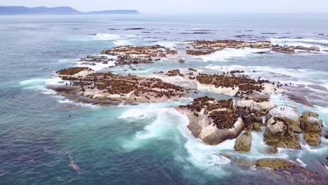 Antena-Drone-Sobre-Colonia-De-Focas-Masiva-En-Una-Pequeña-Isla-Frente-A-La-Costa-De-Sudáfrica-2