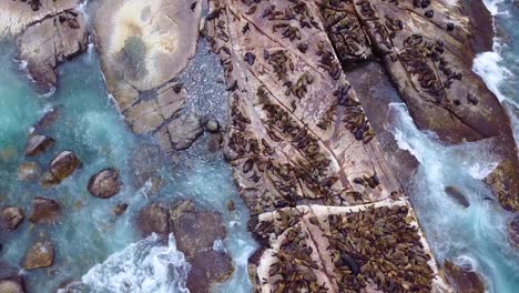 Drohnenantenne-über-Massiver-Robbenkolonie-Auf-Einer-Kleinen-Insel-Vor-Der-Küste-Südafrikas-3