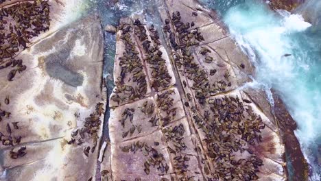 Drone-aerial-over-massive-seal-colony-on-a-small-island-off-the-coast-of-South-Africa-4