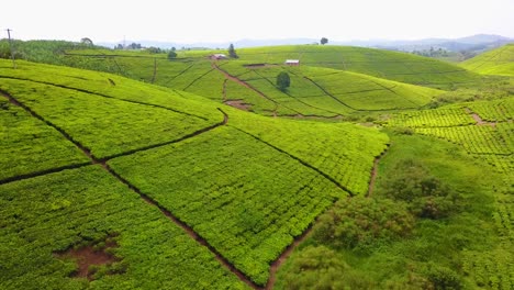 Luftaufnahme-über-Einer-Teeplantage-Und-Grüner-Landwirtschaft-In-Uganda-Afrika