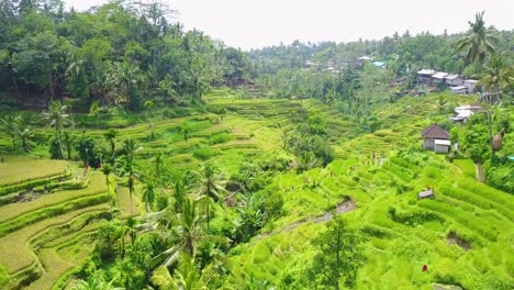 Beautiful-aerial-over-vast-terraced-rice-paddies-of-Bali-Indonesia