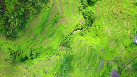 Antenne-Mit-Blick-Direkt-Nach-Unten-über-Riesige-Terrassierte-Reisfelder-In-Der-Nähe-Von-Ubud-Bali-Indonesien