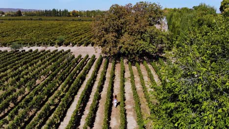 Aerial-over-a-woman-walking-through-a-vineyard-winery-in-Argentina