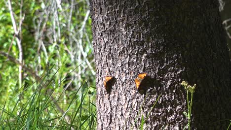 Eine-Massive-Schmetterlingswanderung-Zieht-Durch-Einen-Wald-In-Südkalifornien-1