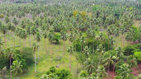 Nice-Tilt-Up-Aerial-Establishing-Of-An-Island-On-Vanuatu-Melanesia-Pacific-Islands-And-Palm-Tree-Forest
