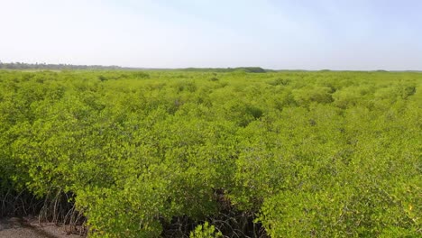 Aerial-Over-Vast-Mangrove-Swamps-On-The-Gambia-River-The-Gambia-West-Africa-1