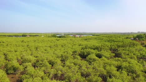 Aerial-Over-Vast-Mangrove-Swamps-On-The-Gambia-River-The-Gambia-West-Africa-Ends-In-Makeshift-Lodge-Or-Remote-Hostel