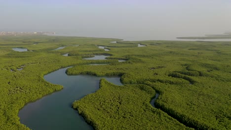 Aerial-Over-Vast-Mangrove-Swamps-On-The-Winding-Gambia-River-The-Gambia-West-Africa-1