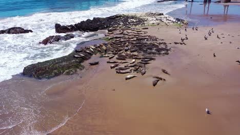 Aerial-Seals-Pelicans-Bask-In-A-Rookery-On-The-Beach-Near-Carpinteria-Bluffs-Santa-Barbara-California