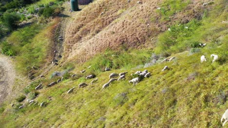 Beautiful-Aerial-Of-Sheep-Grazing-On-A-Hillside-Along-The-Central-Coast-Of-California-Near-Gaviota