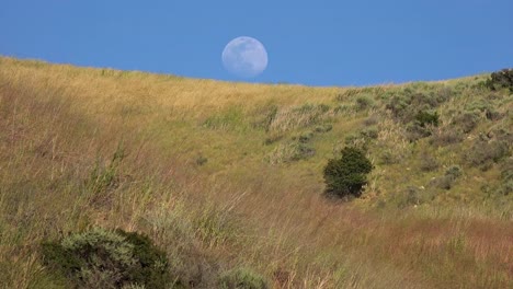 A-Full-Moon-Rises-Over-A-Hillside-In-California-With-Grass-Blowing-In-This-Beautiful-Nature-Shot