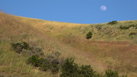 A-Full-Moon-Rises-Over-A-Hillside-In-California-With-Grass-Blowing-In-This-Beautiful-Nature-Shot-3