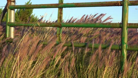 Beautiful-Shot-Of-Wild-Grass-Blowing-In-The-Wind-Near-A-Green-Fence-On-A-Ranch-In-Santa-Ynez-Santa-Barbara-California