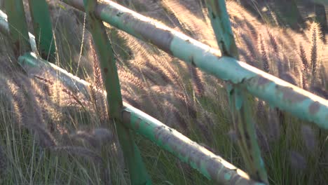 Beautiful-Shot-Of-Wild-Grass-Blowing-In-The-Wind-Near-A-Green-Fence-On-A-Ranch-In-Santa-Ynez-Santa-Barbara-California-1
