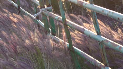 Beautiful-Shot-Of-Wild-Grass-Blowing-In-The-Wind-Near-A-Green-Fence-On-A-Ranch-In-Santa-Ynez-Santa-Barbara-California-2