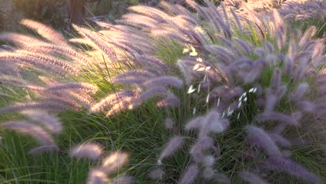 Beautiful-Shot-Of-Wild-Grass-Blowing-In-The-Wind-On-A-Ranch-In-Santa-Ynez-Santa-Barbara-California