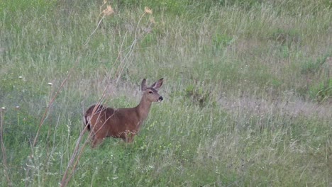 A-Deer-Looks-Up-While-Eating-In-Wild-Grass-Blowing-In-The-Wind-On-A-Ranch-In-Santa-Ynez-Santa-Barbara-California