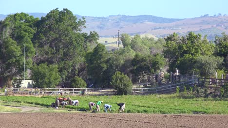 Mexikanische-Landarbeiter-Arbeiten-Auf-Einem-Kleinen-Feld-Auf-Einem-Lokalen-Bio-bauernhof-In-Santa-Ynez,-Kalifornien
