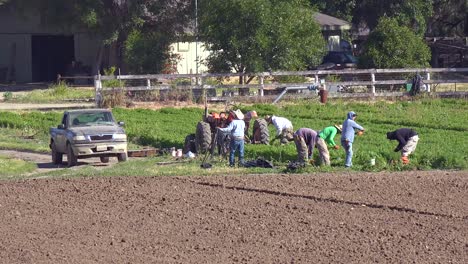 Mexican-Farm-Workers-Work-In-A-Small-Field-On-A-Local-Organic-Farm-In-Santa-Ynez-California-1