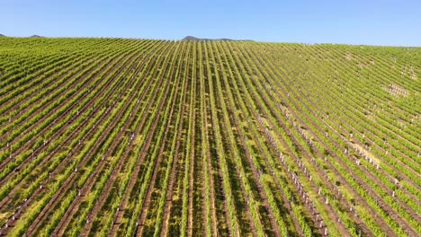 Excellent-Aerial-Of-Vineyards-Wine-Making-Region-Farm-Crops-And-Atv-In-Santa-Ynez-Valley-Santa-Barbara-California
