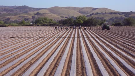 Mexican-Farm-Workers-Work-In-A-Commercial-Farm-Field-On-A-Local-Organic-Farm-In-Santa-Ynez-California