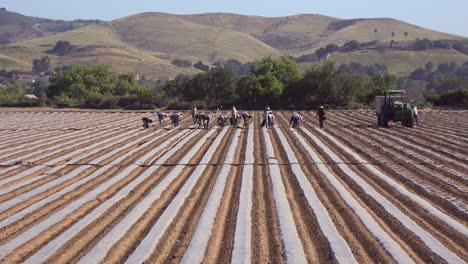 Mexican-Farm-Workers-Work-In-A-Commercial-Farm-Field-On-A-Local-Organic-Farm-In-Santa-Ynez-California-1