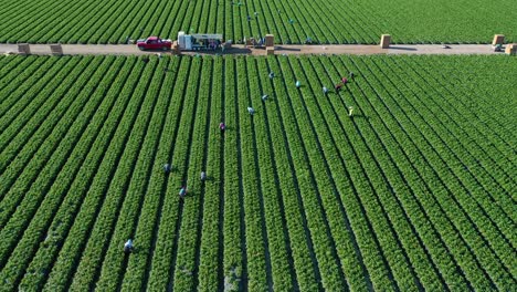 Ausgezeichnete-Antenne-Von-Riesigen-Kommerziellen-Kalifornischen-Farmfeldern-Mit-Eingewanderten-Mexikanischen-Landarbeitern,-Die-Getreide-Pflücken