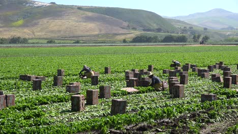 Immigrant-Migrant-Mexican-Farm-Labor-And-Farm-Workers-Pick-And-Box-Crops-On-A-Farm-In-Santa-Ynez-Valley-California