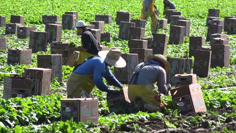 Immigrant-Migrant-Mexican-Farm-Labor-And-Farm-Workers-Pick-And-Box-Crops-On-A-Farm-In-Santa-Ynez-Valley-California-4