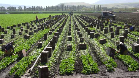 Immigrant-Migrant-Mexican-Farm-Labor-And-Farm-Workers-Pick-And-Box-Crops-On-A-Farm-In-Santa-Ynez-Valley-California-5