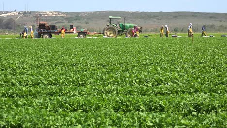 Migrant-Mexican-And-Hispanic-Farm-Workers-Labor-In-Agricultural-Fields-Picking-Crops-Vegetables