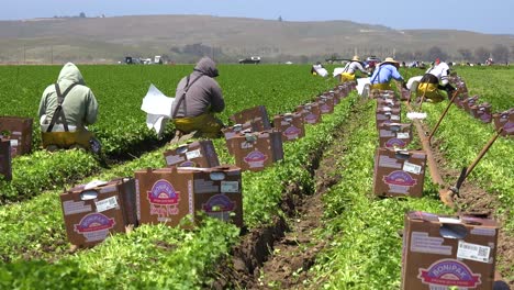 Migrant-Mexican-And-Hispanic-Farm-Workers-Labor-In-Agricultural-Fields-Picking-Crops-Vegetables-4