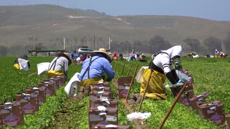 Migrant-Mexican-And-Hispanic-Farm-Workers-Labor-In-Agricultural-Fields-Picking-Crops-Vegetables-5