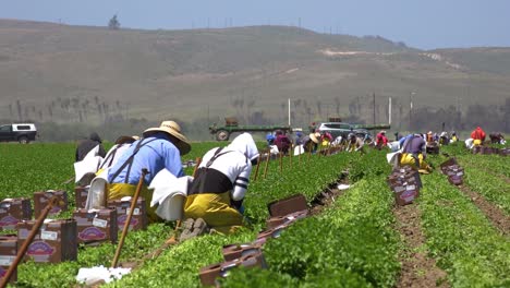Migrant-Mexican-And-Hispanic-Farm-Workers-Labor-In-Agricultural-Fields-Picking-Crops-Vegetables-6