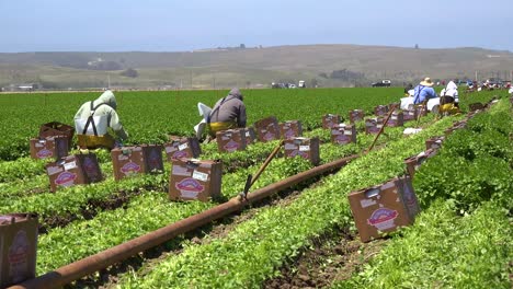 Migrant-Mexican-And-Hispanic-Farm-Workers-Labor-In-Agricultural-Fields-Picking-Crops-Vegetables-7