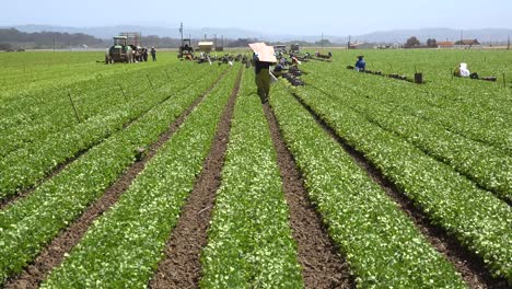 Migrant-Mexican-And-Hispanic-Farm-Workers-Labor-In-Agricultural-Fields-Picking-Crops-Vegetables-8