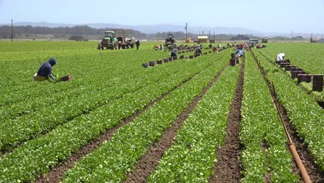 Migrant-Mexican-And-Hispanic-Farm-Workers-Labor-In-Agricultural-Fields-Picking-Crops-Vegetables-9