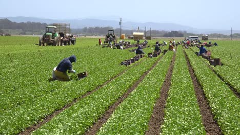 Migrant-Mexican-And-Hispanic-Farm-Workers-Labor-In-Agricultural-Fields-Picking-Crops-Vegetables-10