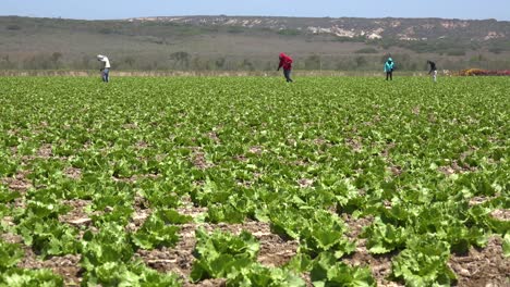 Migrant-Mexican-And-Hispanic-Farm-Workers-Labor-In-Agricultural-Fields-Picking-Crops-Vegetables-12
