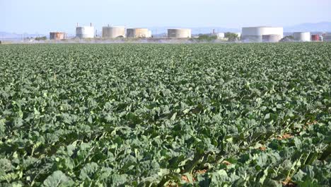 Oil-Storage-Tanks-Share-Agricultural-Fields-With-Crops-Near-Santa-Maria-California