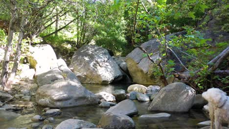 Langsame-Luft-Durch-Eine-Grüne-Waldwasserfallumgebung-Und-Hund-Schlägt-Wildnis-Santa-Ynez-Berge-Kalifornien-Vor
