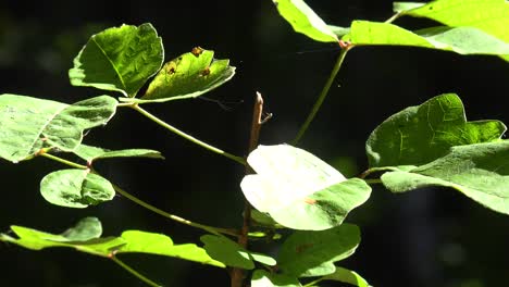 Grüne-Blätter-Leuchten-In-Der-Sonne-In-Einem-Warmen-Wald-In-Den-Santa-Ynez-Bergen-Von-Kalifornien-2