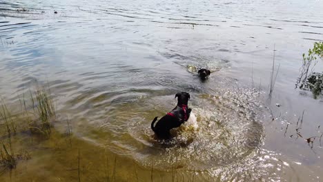 Drei-Hunde-Spielen-In-Einem-Seewasser,-Um-In-Zeitlupe-Einen-Holstock-Zu-Holen-Oder-Zu-Jagen