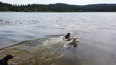 Drei-Hunde-Spielen-In-Einem-Seewasser,-Um-Einen-Holstock-In-Zeitlupe-Zu-Holen-Oder-Zu-Jagen-1