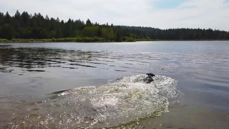 A-Man-And-Woman-Throw-A-Stick-Into-A-Lake-For-Their-Dog-To-Fetch-In-Slow-Motion